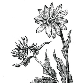 Ботаническая иллюстрация Ромашка