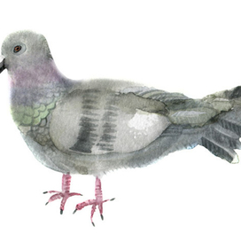 Голубь.