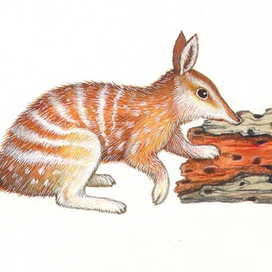 Сумчатый муравьед