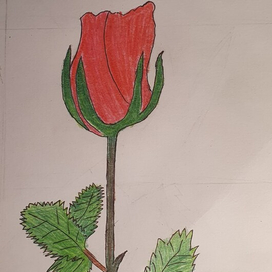 Миниатюра "Роза" Выполнена цветными карандашами🖐