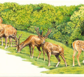 Иллюстрации к книге "Бемби"