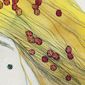 "Божьи заколочки"