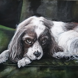 Скучающая собака