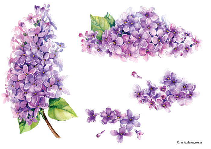 Деколь " Сирень "