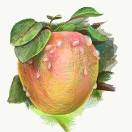 Садовое яблоко