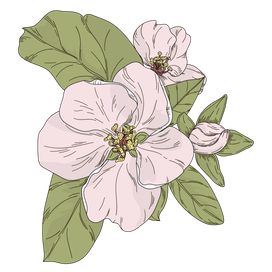 Цветы яблони. Векторная иллюстрация