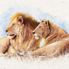 Львы. Серия открыток "Дикие животные"