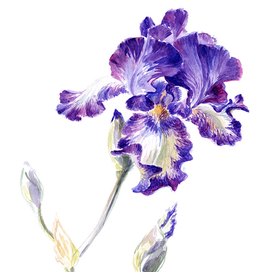 Бело-синий ирис