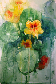 Марафон. День 12. Настурции.