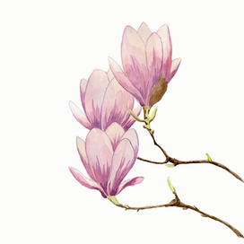 Магнолия
