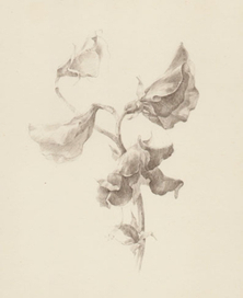 Душистый горошек