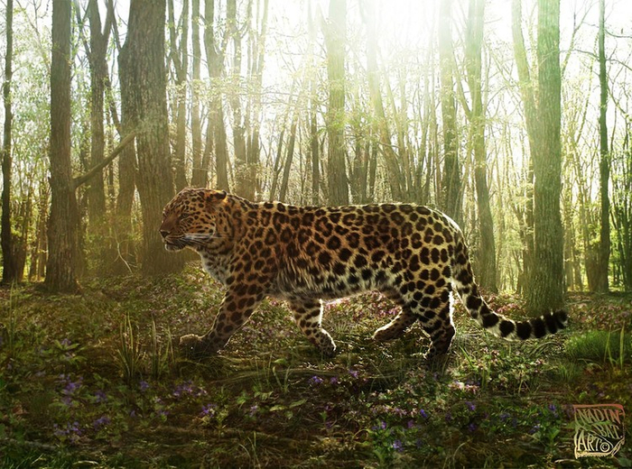 Леопард № М36. Весенний лес в ожидании свидания.