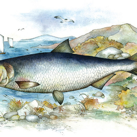 Сельдь олюторская