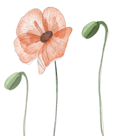 Poppy
