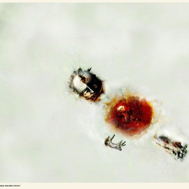 The cruel art of self-destruction