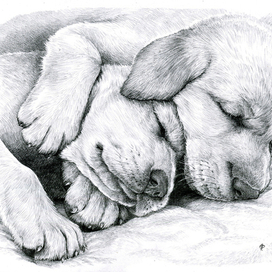 Сладкий сон