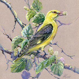 Серия "Птицы"