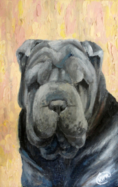 Shar-pei