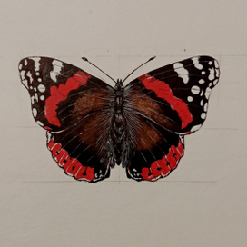 Красный Адмирал бабочка