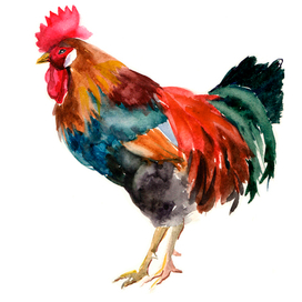 cock