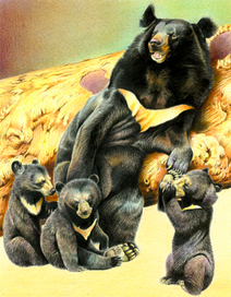 Медведица с медвежатами