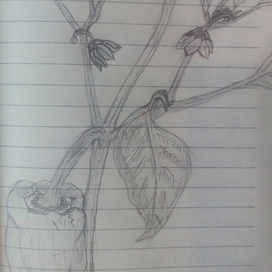 Перчик-скетчик