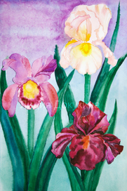 Ирисы