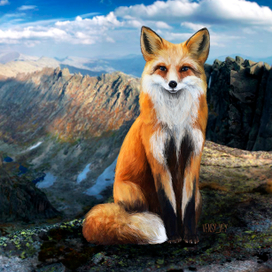 Синеглазый лис