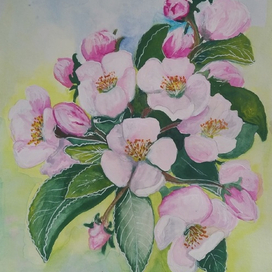 Ветка цветущей яблони