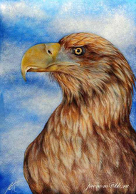 Орлан-белохвост