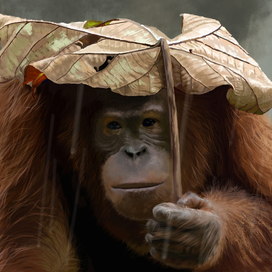 Дождливый день