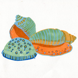 Seashells 