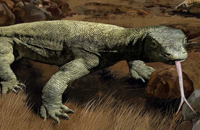 ящерица Комодо (фрагмент)