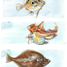 Заставки к главам: Солнечник, Морской петух, Палтус