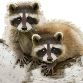 Иллюстрация для книги Брема «Жизнь животных» «Еноты»