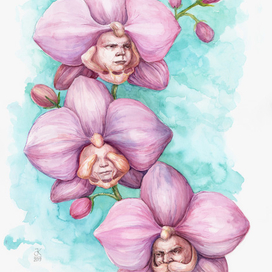 Три цветка орхидеи