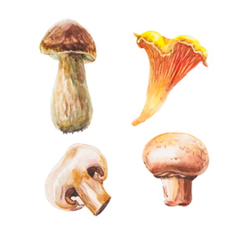 Mushrooms set