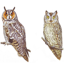 Ушастая сова и сплюшка.