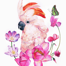 Pink parrot