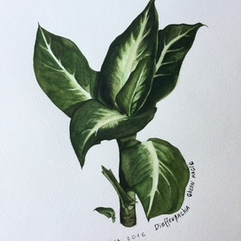 Dieffenbachia