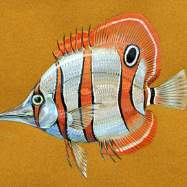 Длиннорылый хелмон