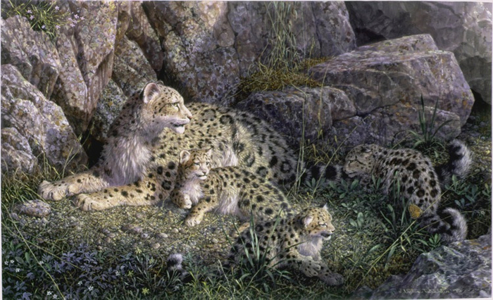 Бесснежные барсы.