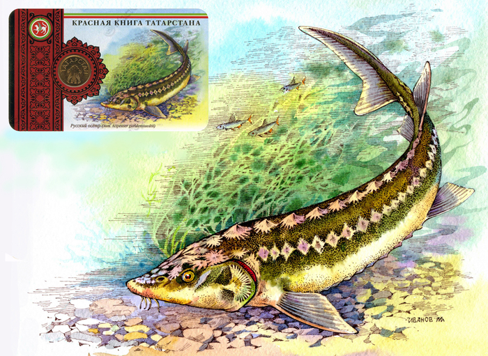 Русский осётр. "Красная Книга Татарстана"