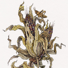 Хранитель кукурузы