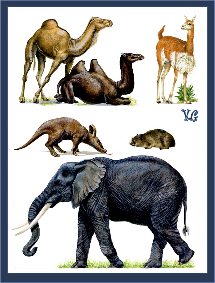 слоны и верблюды