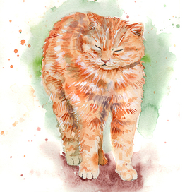 Котик потягивается