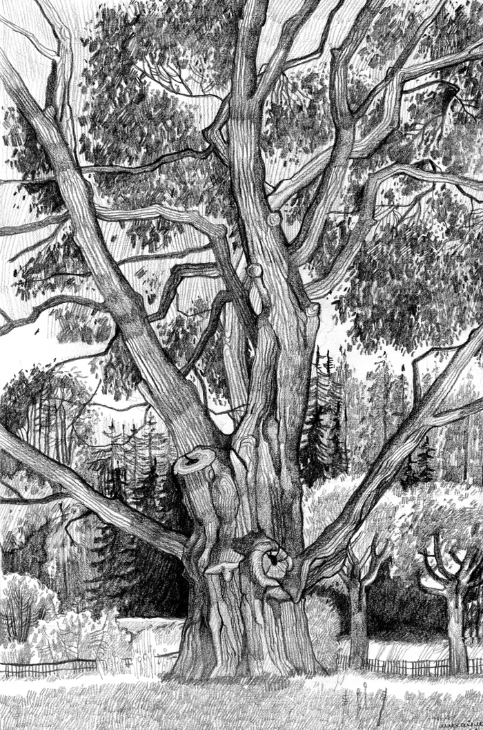 Старое дерево. Михайловское.