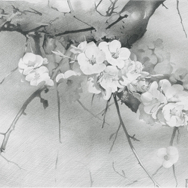 Цветущий абрикос