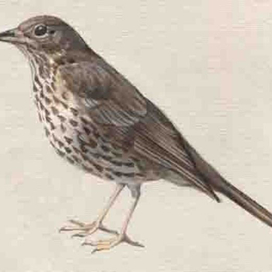 иллюстрации к каталогу