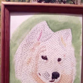 Щенок самоедской лайки